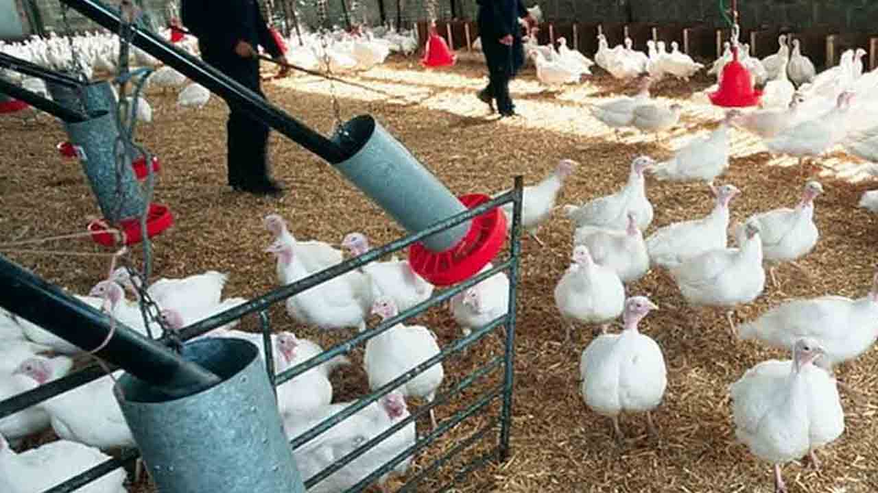 پولٹری مصنوعات کے دام میں اضافہ، برائلر گوشت 494 روپے کلو مقرر